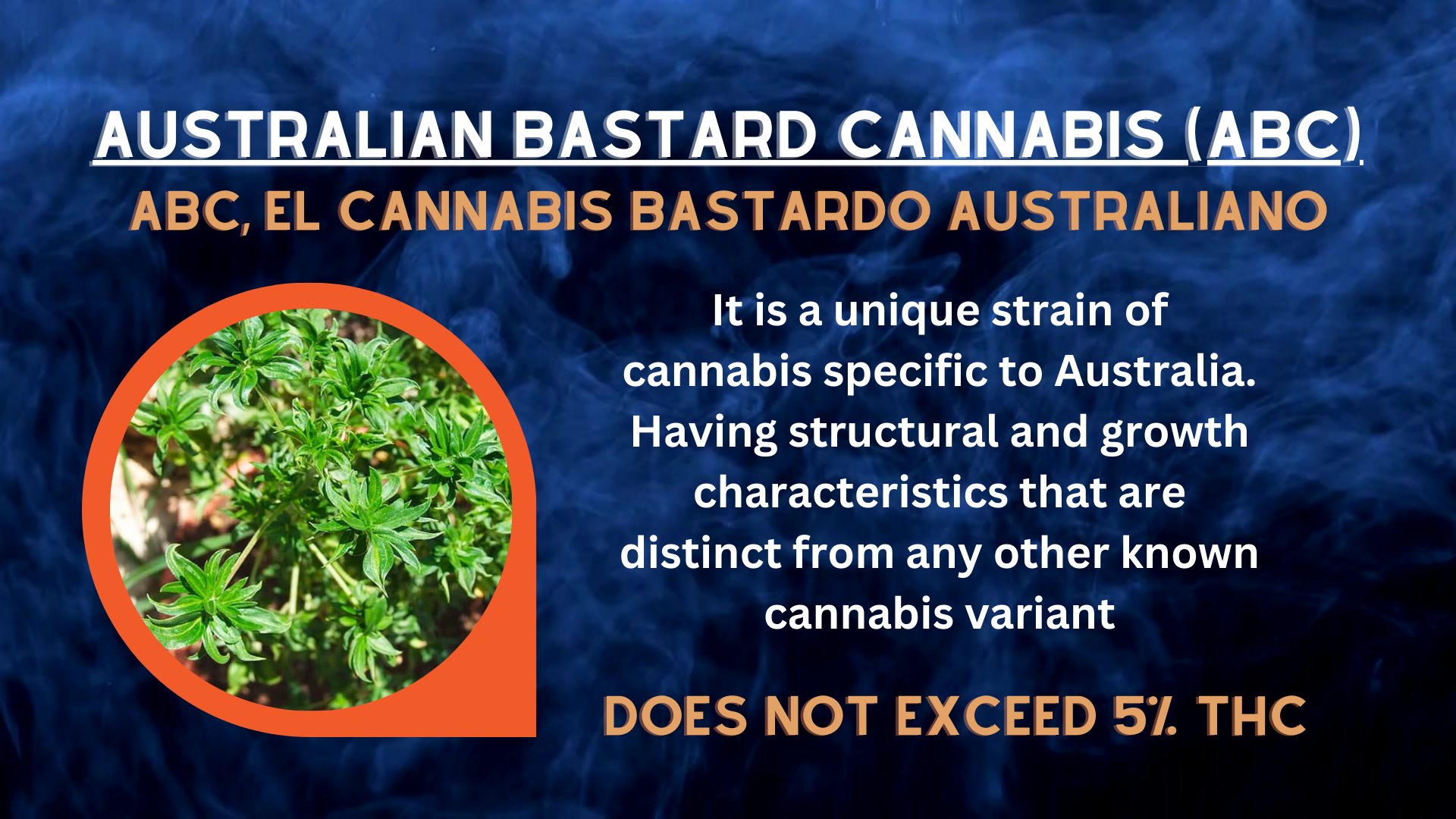 Bud Break: ABC – Australian Bastard Cannabis