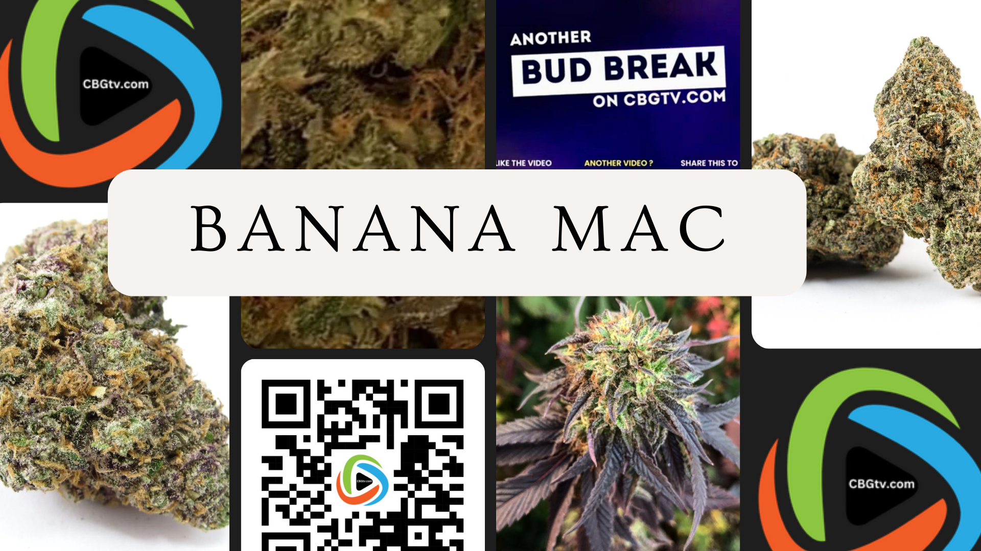 Bud Break: Banana MAC