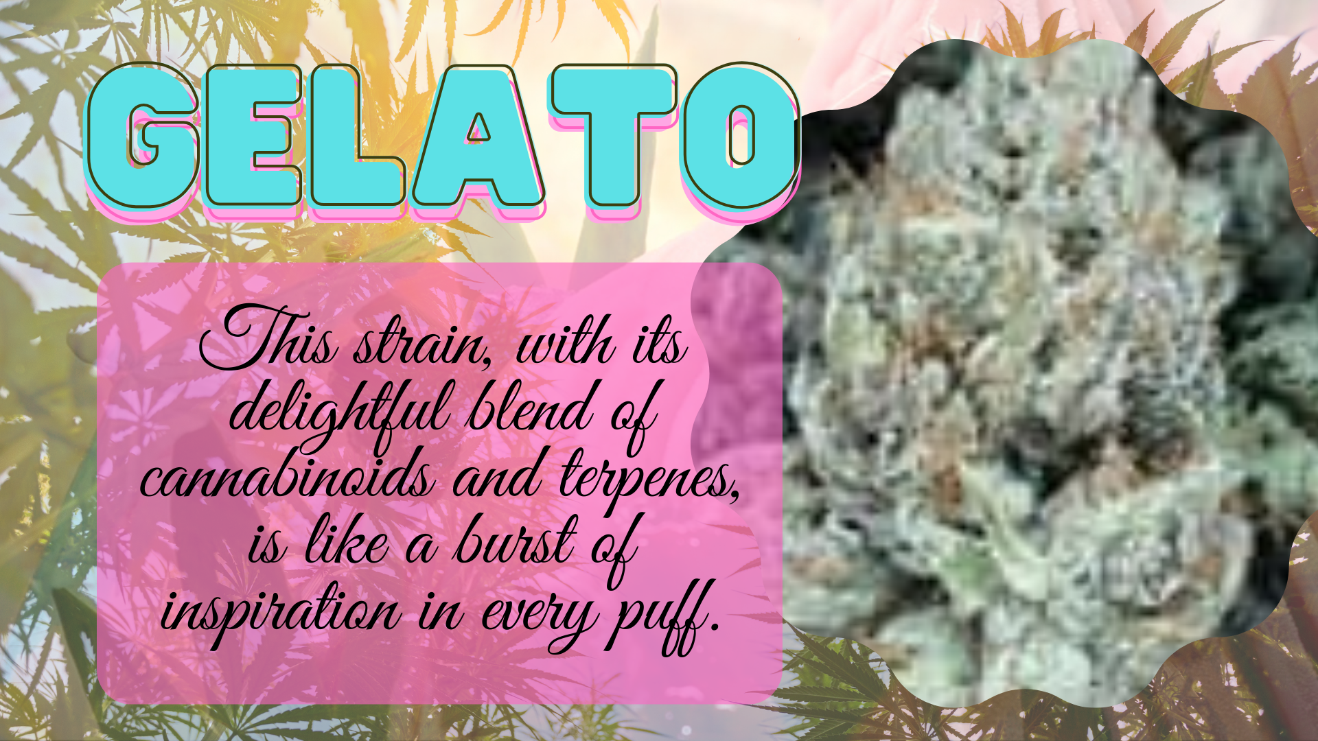 Gelato is my go-to companion. This strain, with its delightful blend of cannabinoids and terpenes, is like a burst of inspiration in every puff.
