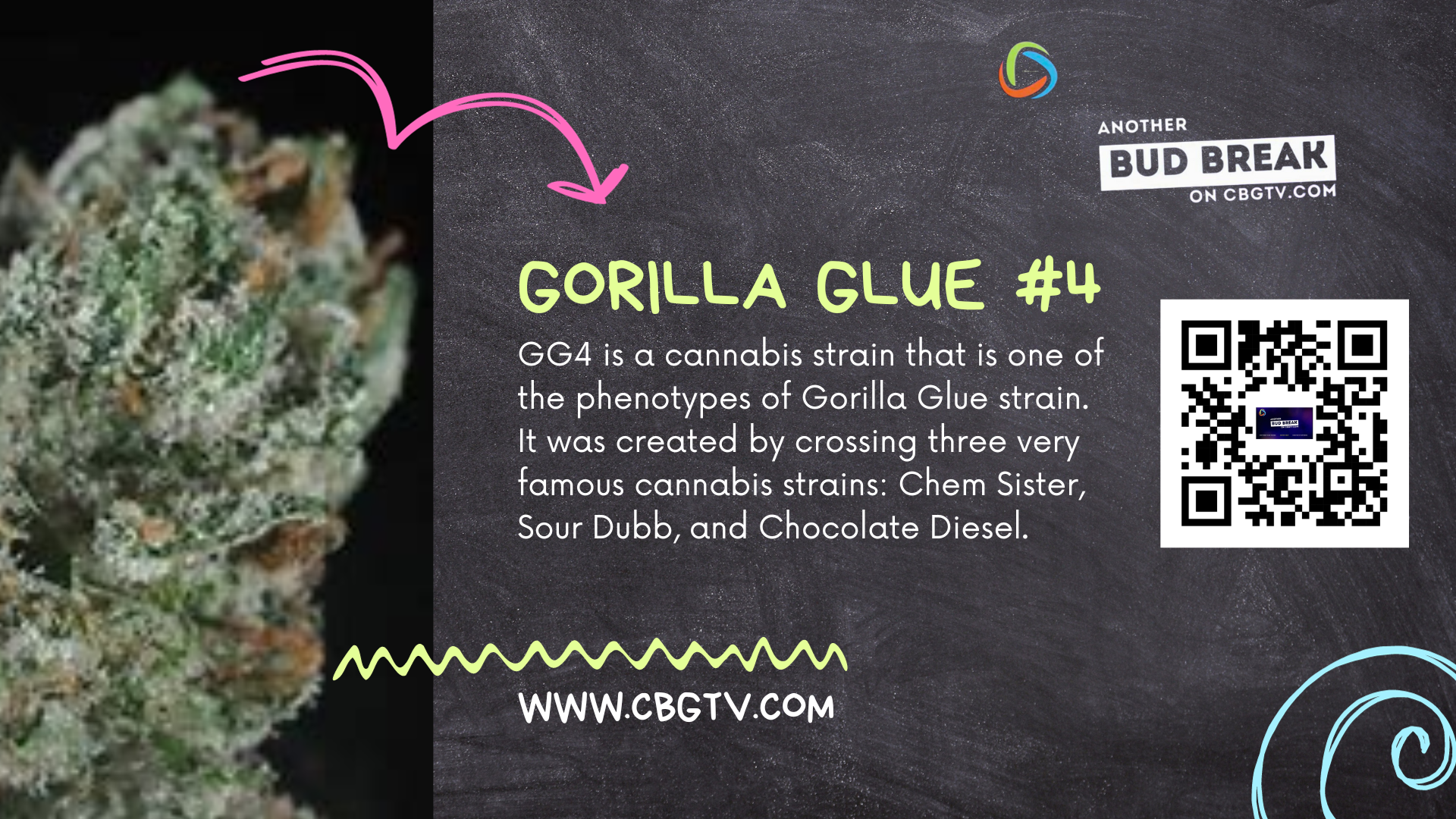 Bud Break: Gorilla Glue #4 Strain