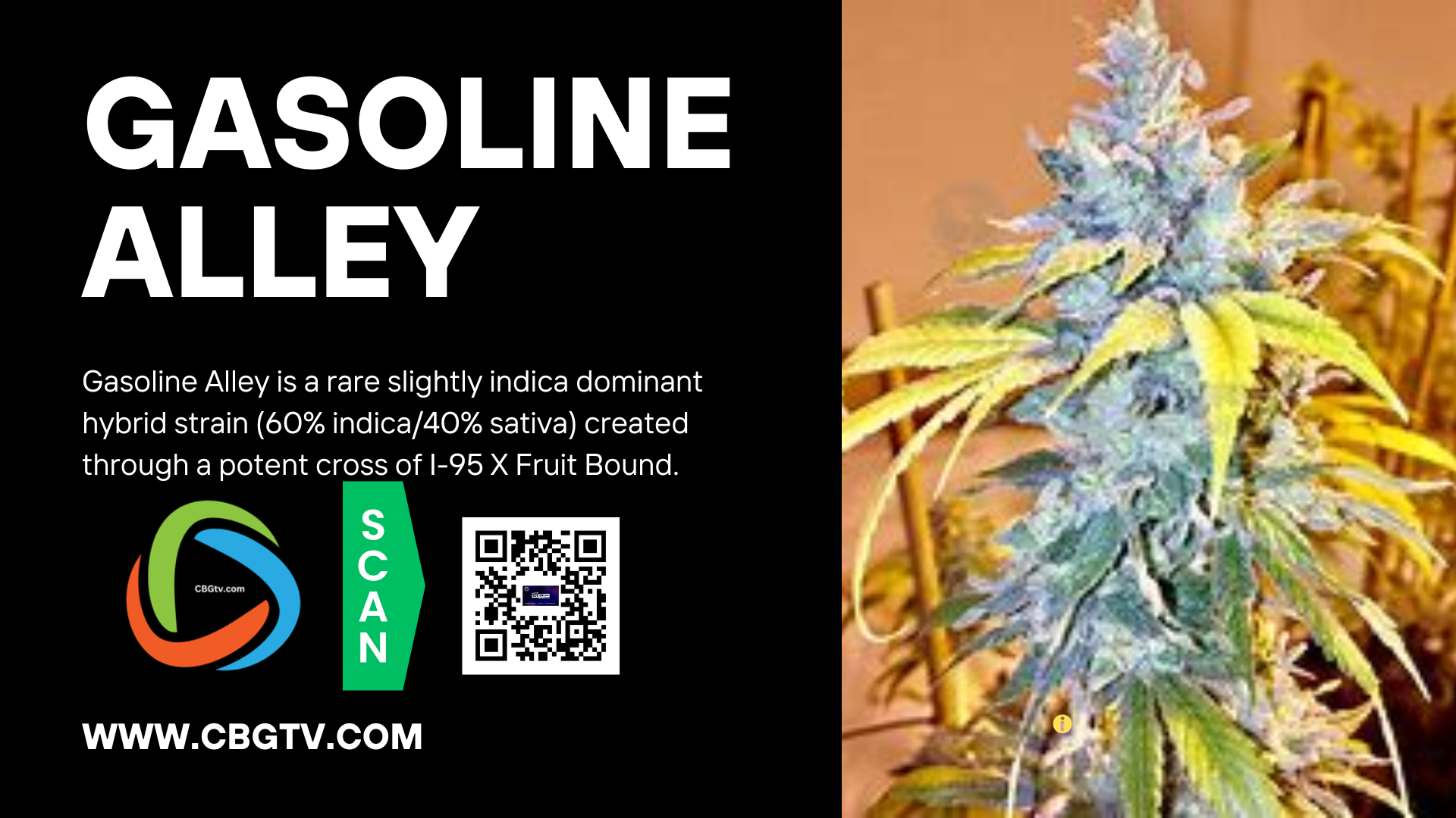 Bud Break: Gasoline Alley CBG-Rich Strain