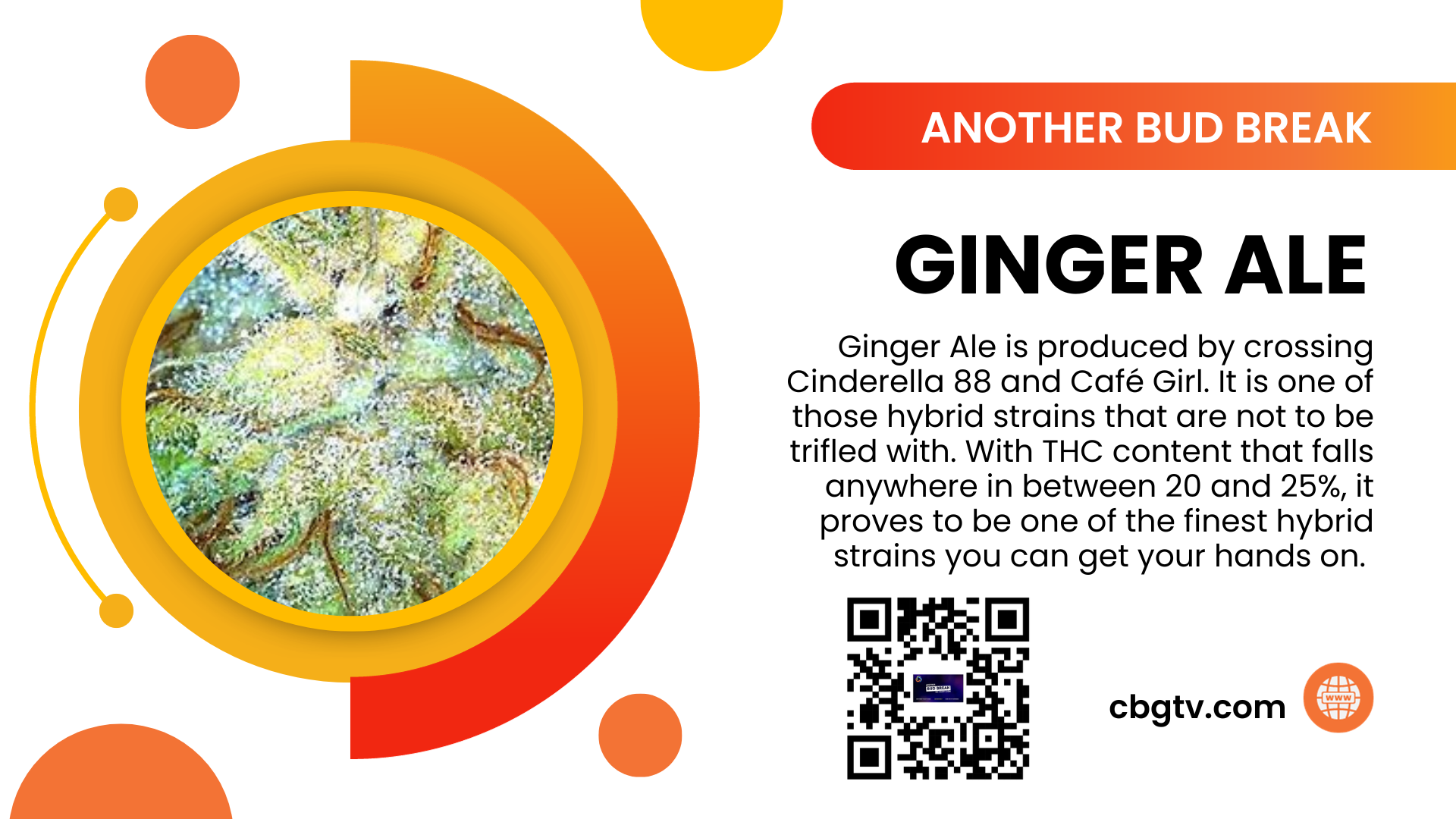 Bud Break: GingerAle A Cannabis Connoisseur’s Delight