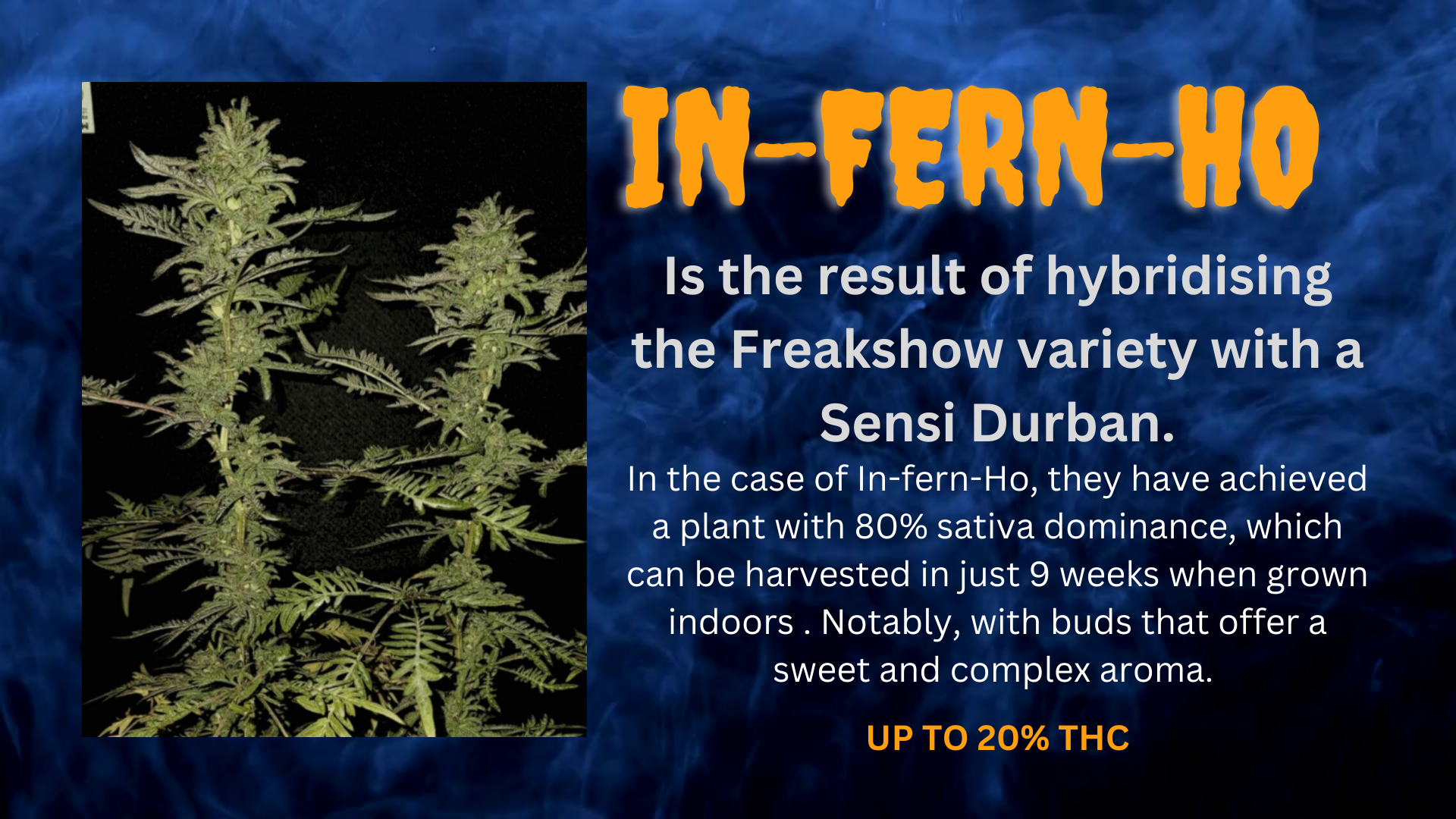 Bud Break: In-Fern-Ho  The Cannabinoid and Terpene Marvel