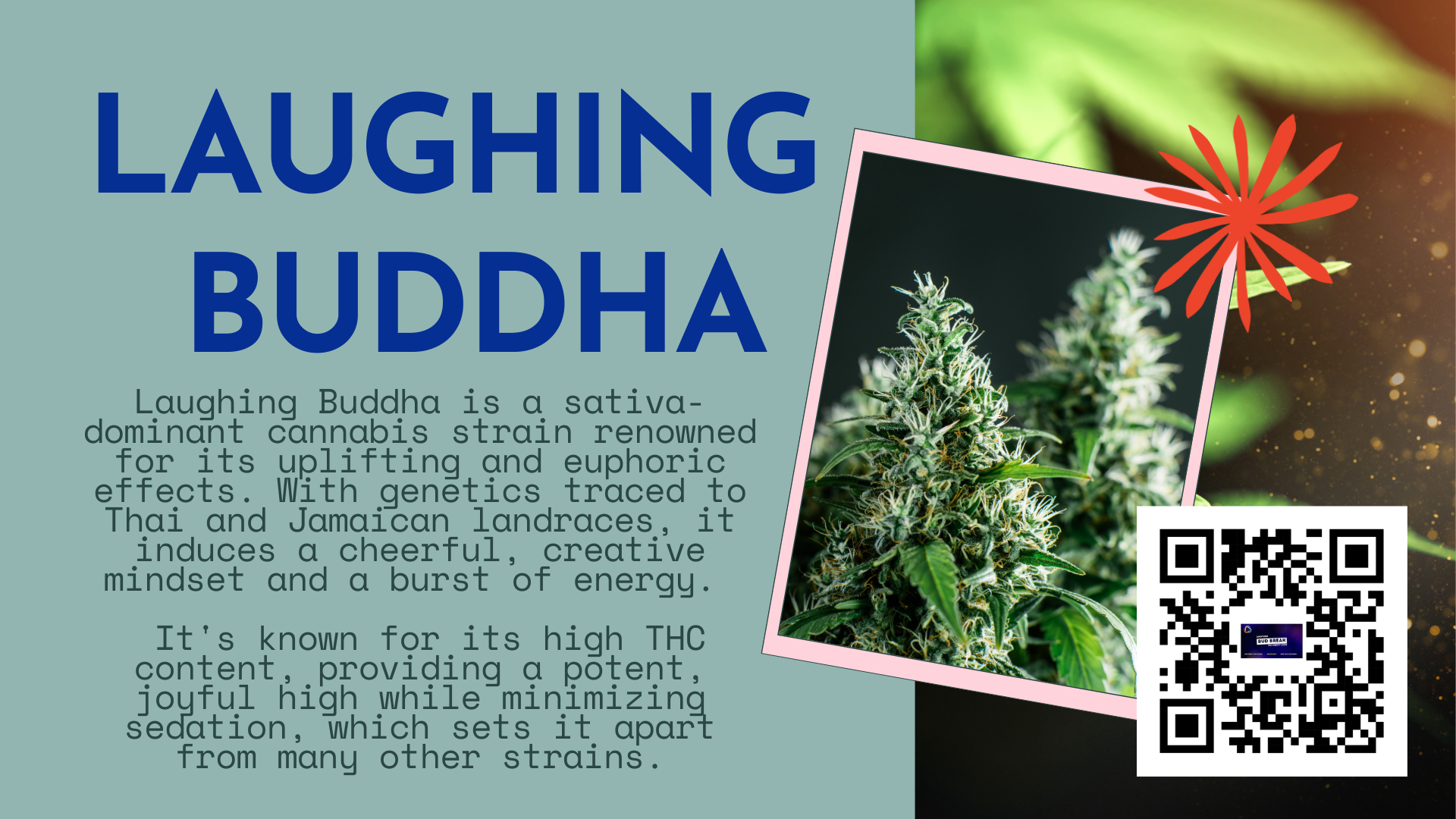 Bud break: Laughing Buddha Joyful Strain Spotlight