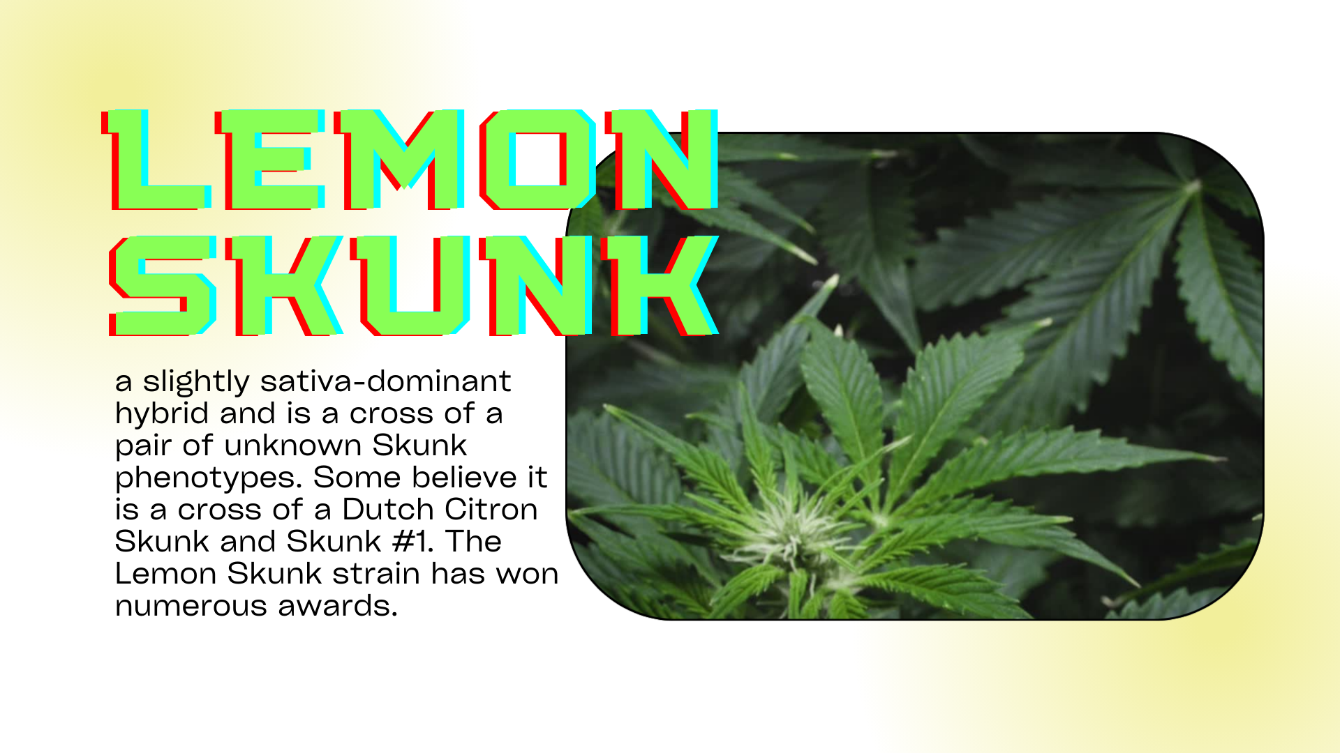 Bud Break with Lemon Skunk