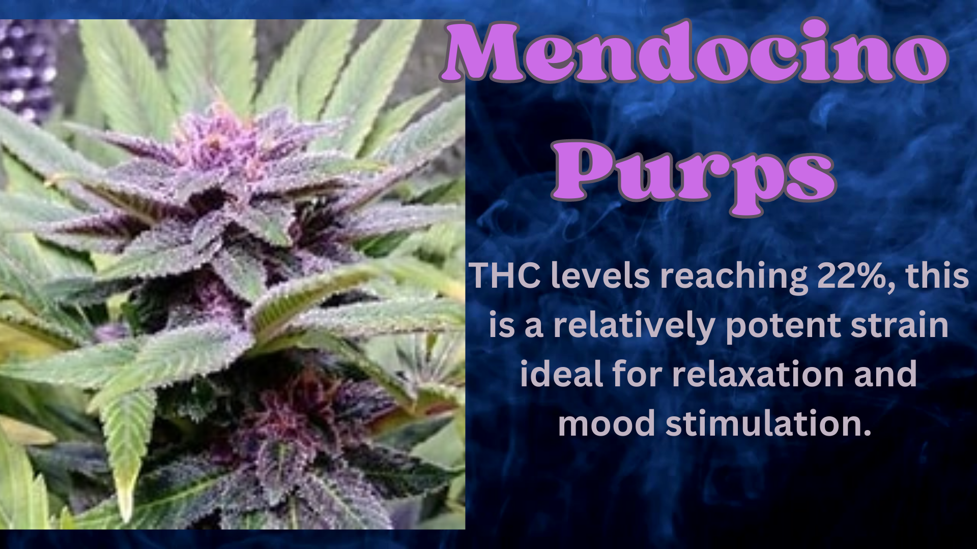 Bud Break Mendocino Purps the hidden gem