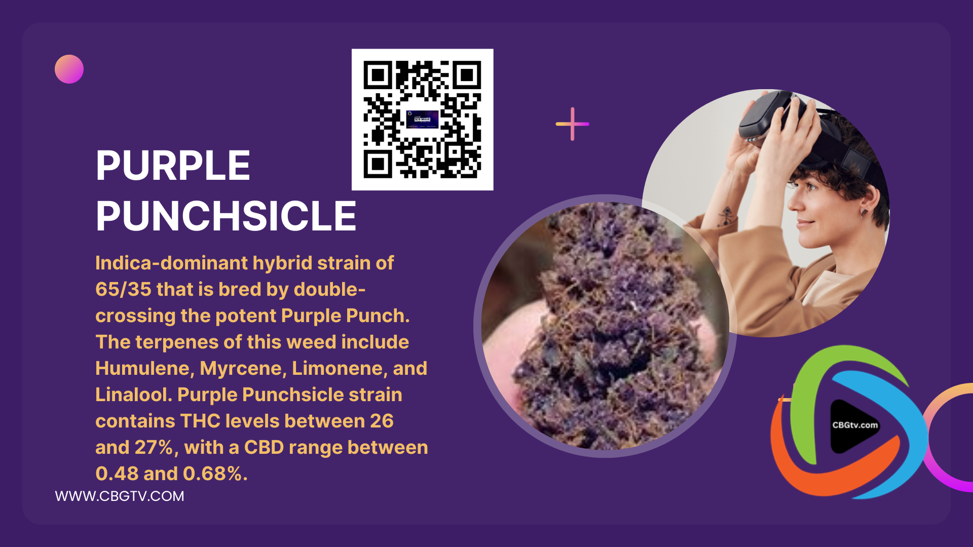 Bud Break Purple Punchsicle: A captivating cannabis cultivar