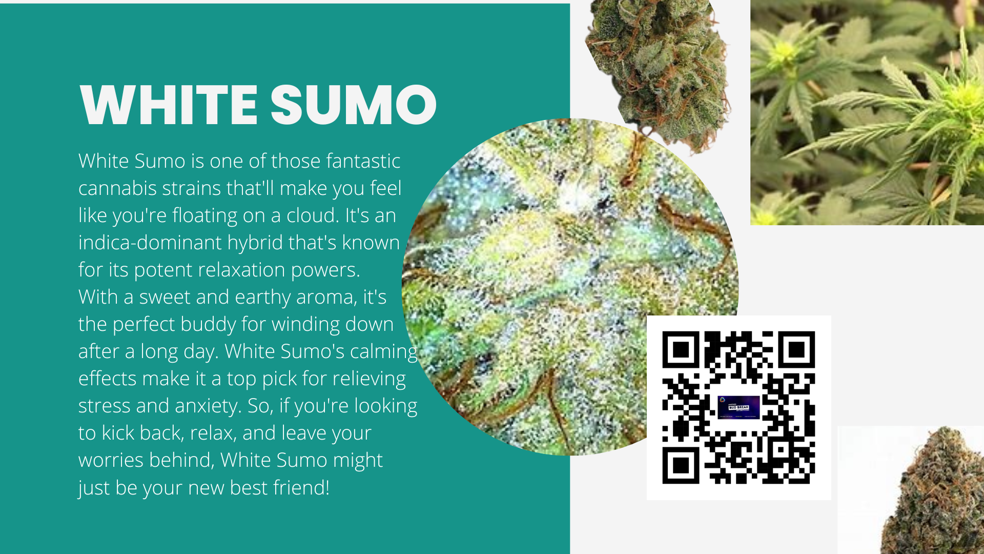 Bud Break with White Sumo