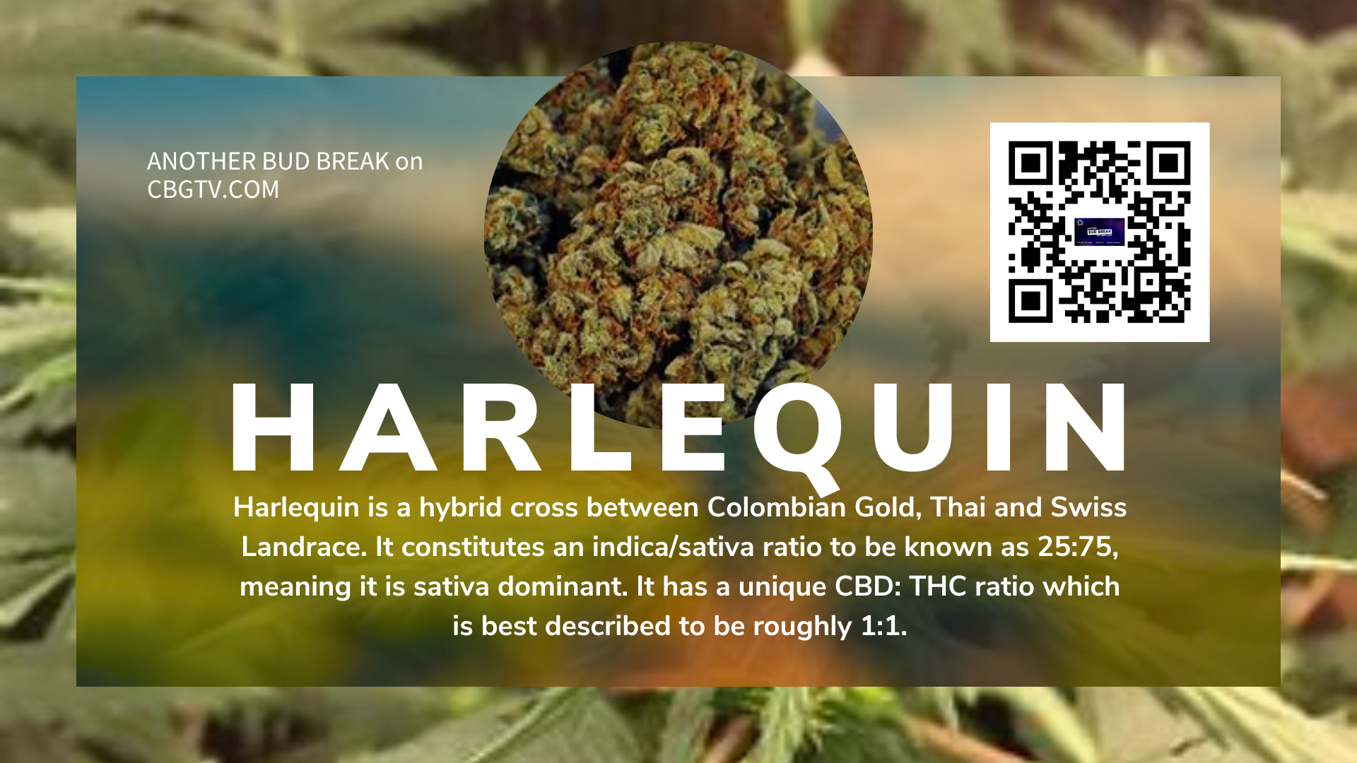 Bud Break: Harlequin: The Hero of High-CBD Cannabis