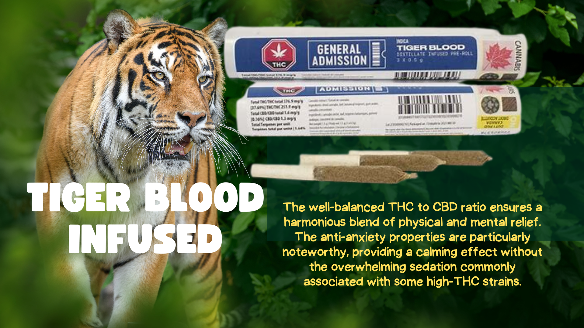 Tiger Blood Infused by General Admission is a standout strain that seamlessly blends euphoria with therapeutic benefits. Its well-balanced cannabinoid and terpene profile, coupled with a delightful flavor and aroma, make it a must-try for cannabis enthusiasts. Don't miss out on the opportunity to explore the diverse world of cannabis – subscribe to CBGTV.COM today for a continuous stream of insightful reviews and captivating infotainment.